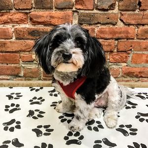 Meet your Posher, Jesse